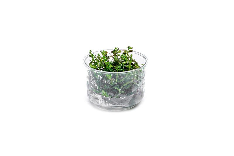 Rotala Colorata UNS Tissue Culture Aquatic Plant - Buce Plant