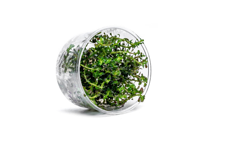 Rotala Colorata UNS Tissue Culture Aquatic Plant - Buce Plant