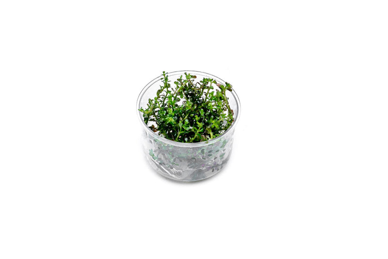 Rotala Colorata UNS Tissue Culture Aquatic Plant - Buce Plant