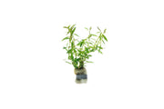 Rotala Florida Sunset Aquatic Plant - Buce Plant