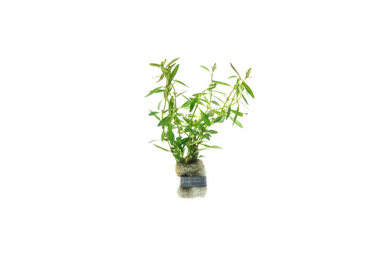 Rotala Florida Sunset Aquatic Plant - Buce Plant
