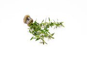 Rotala Florida Sunset Aquatic Plant - Buce Plant