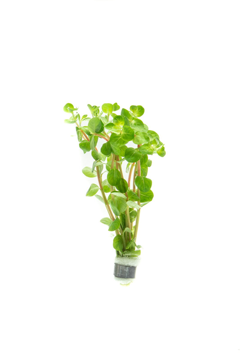 Healthy Rotala Fujian aquatic plant from ACW with vibrant green stems and leaves, ideal for freshwater aquariums.