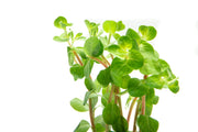 Healthy Rotala Fujian aquatic plant from ACW, featuring vibrant green stems and fine leaf detail for freshwater aquariums.