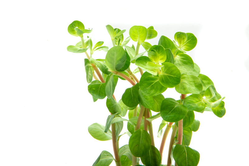 Healthy Rotala Fujian aquatic plant from ACW, featuring vibrant green stems and fine leaf detail for freshwater aquariums.