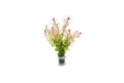 Healthy Rotala Fujian aquatic plant from ACW with vibrant green stems and delicate leaves for freshwater aquariums.