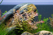 Healthy Rotala Fujian aquatic plant from ACW, showcasing vibrant green stems and fine leaves ideal for freshwater aquariums.
