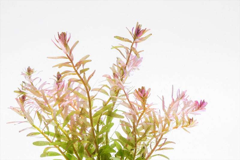 Healthy Rotala Fujian aquatic plant from ACW with vibrant green stems and fine leaves, ideal for freshwater aquariums.