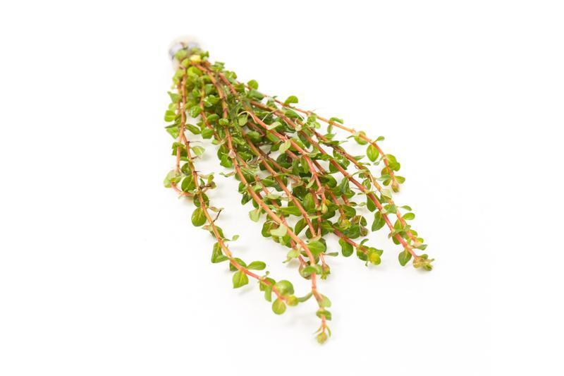 Healthy Rotala H'Ra aquatic plant from ACW with vibrant green and red stems, suitable for freshwater aquariums.