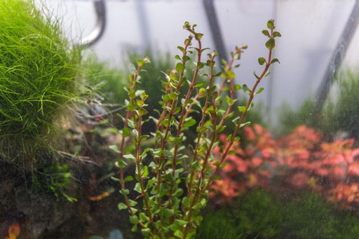Healthy Rotala H'Ra aquatic plant from ACW, featuring vibrant green and red stems, ideal for freshwater aquariums.