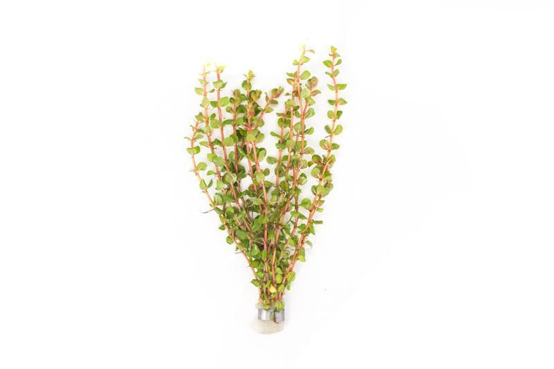 Healthy Rotala H'Ra aquatic plant from ACW, showcasing vibrant green and red stems ideal for freshwater aquariums.