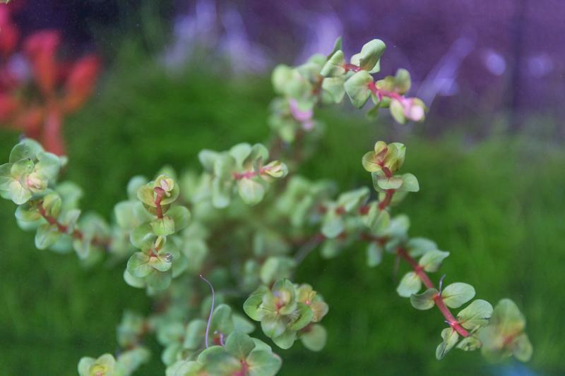 Healthy Rotala H'Ra aquatic plant from ACW, with vibrant green and red stems, ideal for freshwater aquariums.