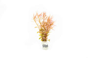 Healthy Rotala H'Ra aquatic plant from ACW with vibrant green and red stems, ideal for freshwater aquariums.