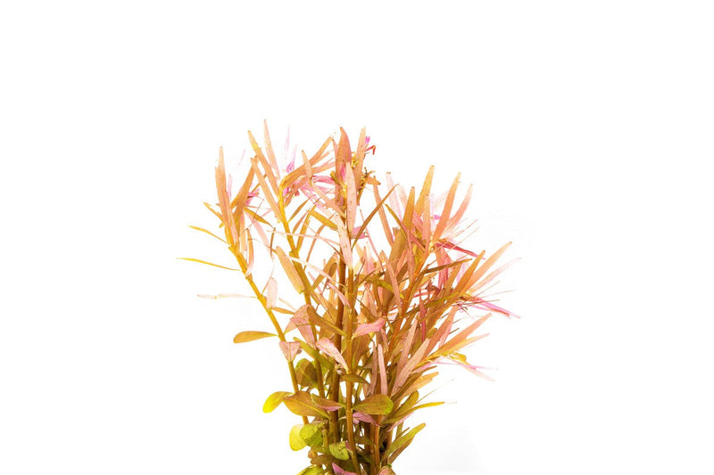 Healthy Rotala H'Ra aquatic plant from ACW with vibrant green and red stems, ideal for freshwater aquariums.