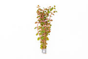 Healthy Rotala H'Ra aquatic plant from ACW, featuring vibrant green and red stems for freshwater aquariums.
