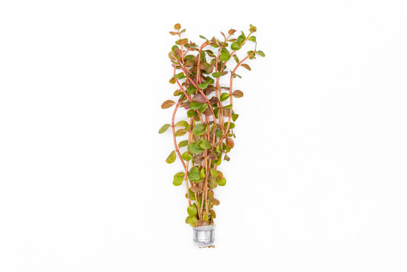 Healthy Rotala H'Ra aquatic plant from ACW, featuring vibrant green and red stems for freshwater aquariums.