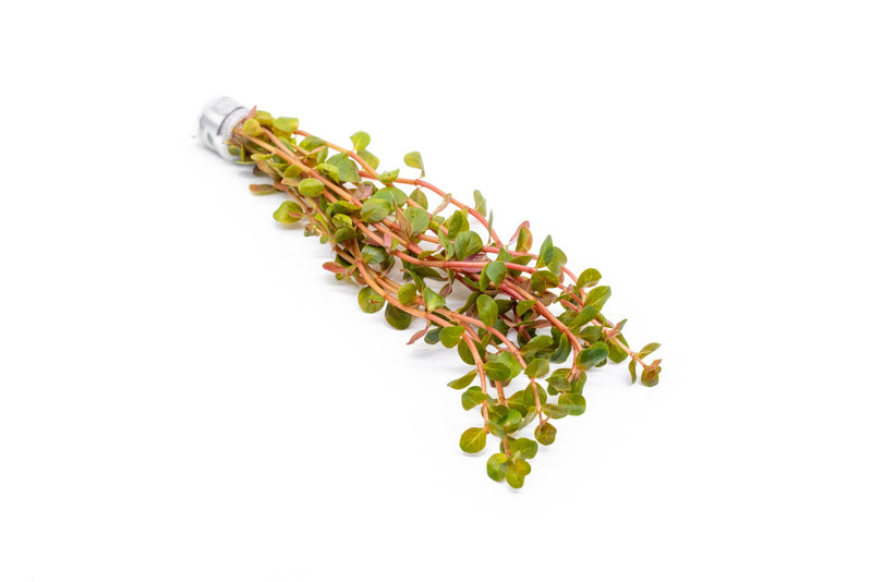 Healthy Rotala H'Ra aquatic plant from ACW with vibrant green and red stems, ideal for freshwater aquariums.