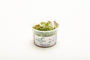 Rotala H'ra Aquatic Farmer Tissue Culture Aquatic Plant - Buce Plant