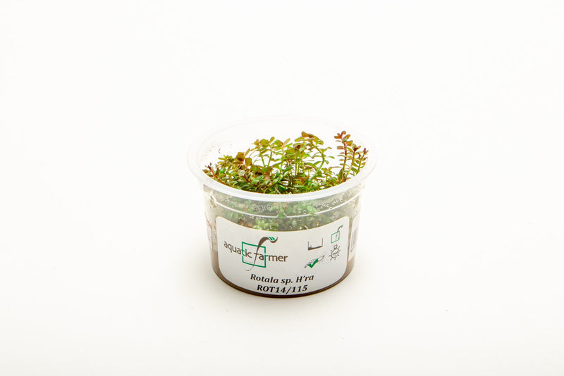 Rotala H'ra Aquatic Farmer Tissue Culture Aquatic Plant - Buce Plant