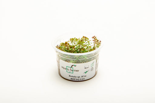Rotala H'ra Aquatic Farmer Tissue Culture - BucePlant.com