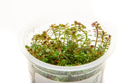 Rotala H'ra Aquatic Farmer Tissue Culture Aquatic Plant - Buce Plant
