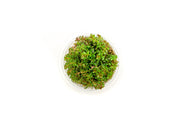Rotala H'ra Aquatic Farmer Tissue Culture Aquatic Plant - Buce Plant
