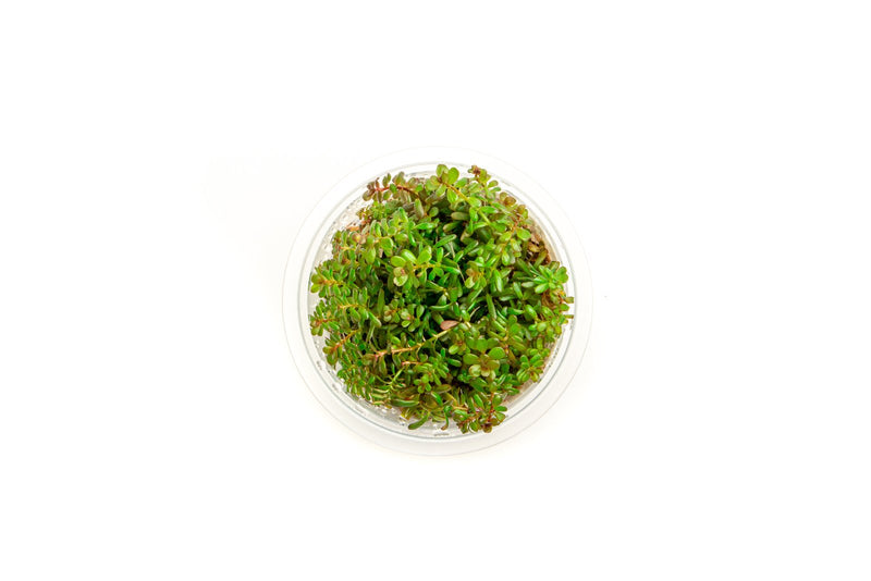 Rotala H'ra Aquatic Farmer Tissue Culture Aquatic Plant - Buce Plant