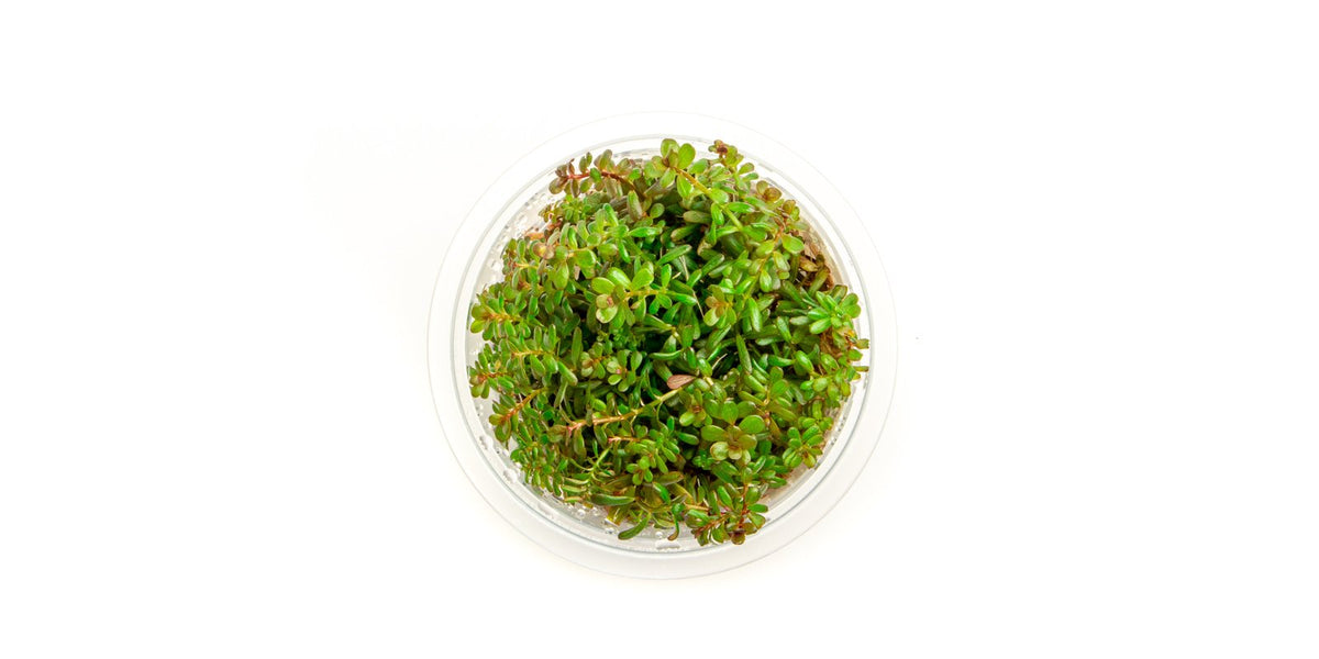 Rotala H'ra Aquatic Farmer Tissue Culture Aquarium Plant — Buce Plant