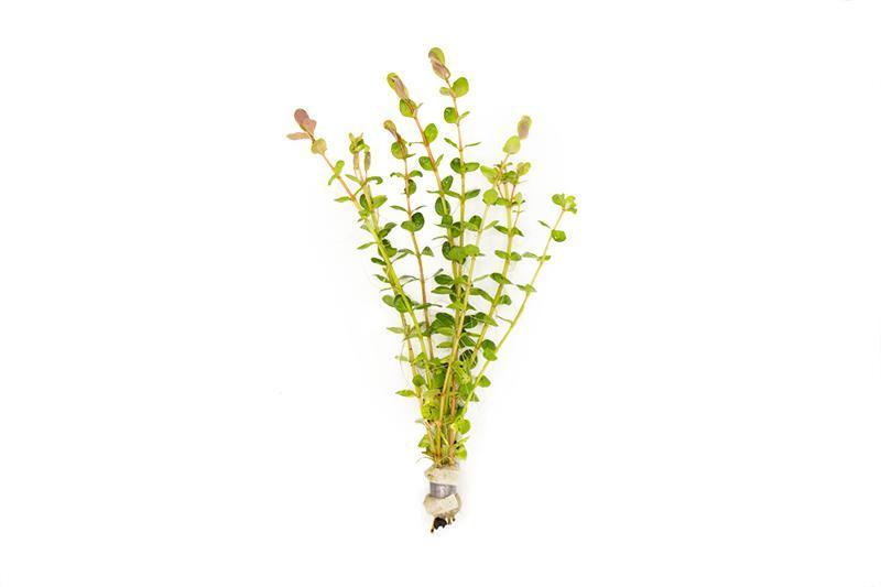 Healthy Rotala Indica aquatic plant from ACW with vibrant green stems and delicate leaves, ideal for freshwater aquariums.