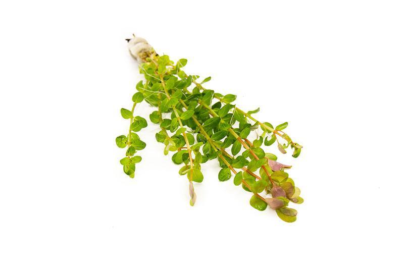 Healthy Rotala Indica aquatic plant from ACW, featuring vibrant green stems and delicate leaves for freshwater aquariums.