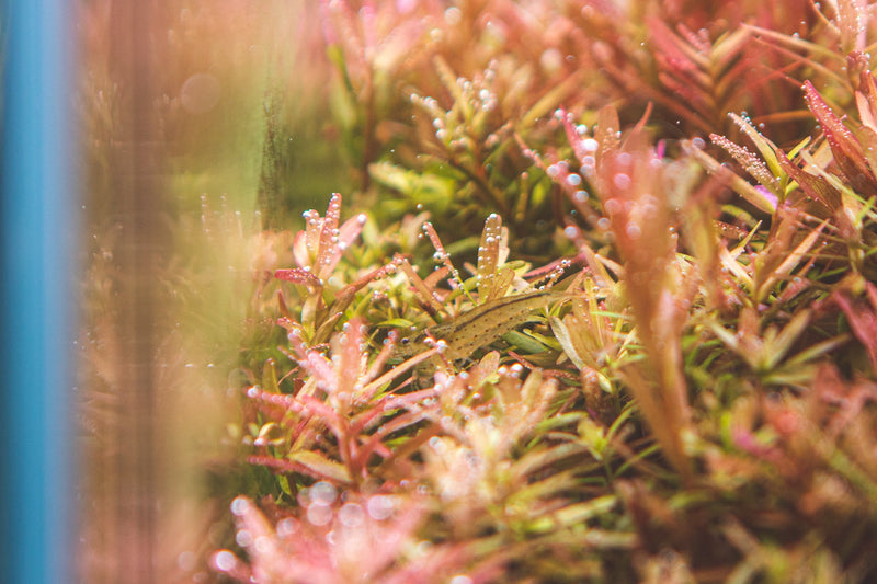 Healthy Rotala Indica aquatic plant from ACW with vibrant green stems and delicate leaves, ideal for freshwater aquariums.