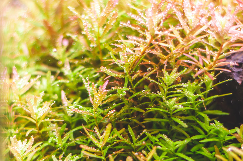 Dutch Stem Plant Pack Aquatic Plant - Buce Plant