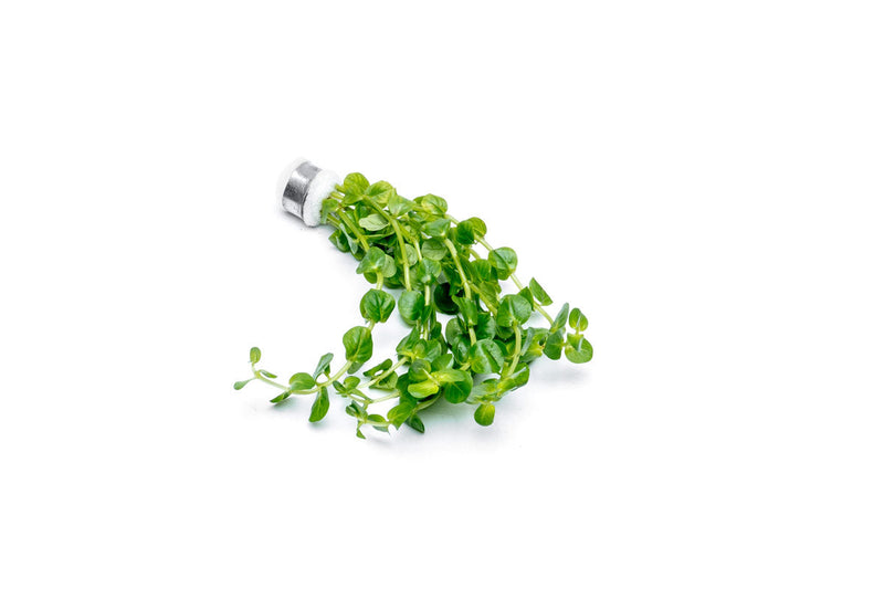 Rotala Indica Green Aquatic Plant - Buce Plant