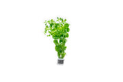 Rotala Indica Green Aquatic Plant - Buce Plant