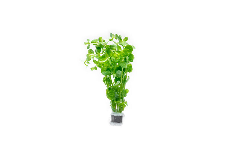 Rotala Indica Green Aquatic Plant - Buce Plant
