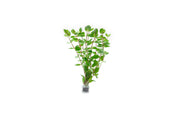 Healthy Rotala Macrandra aquatic plant from IS with vibrant red and green stems, ideal for freshwater aquariums.