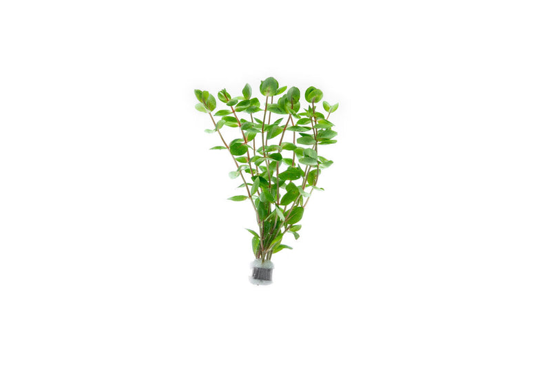 Healthy Rotala Macrandra aquatic plant from IS with vibrant red and green stems, ideal for freshwater aquariums.