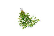 Healthy Rotala Macrandra aquatic plant from IS brand with vibrant red and green stems, suitable for freshwater aquariums.