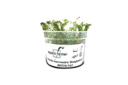 Rotala Macrandra 'Bangladesh' Aquatic Farmer Tissue Culture Aquatic Plant - Buce Plant