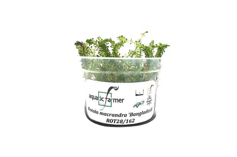 Rotala Macrandra 'Bangladesh' Aquatic Farmer Tissue Culture Aquatic Plant - Buce Plant