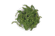 Rotala Macrandra 'Bangladesh' Aquatic Farmer Tissue Culture Aquatic Plant - Buce Plant