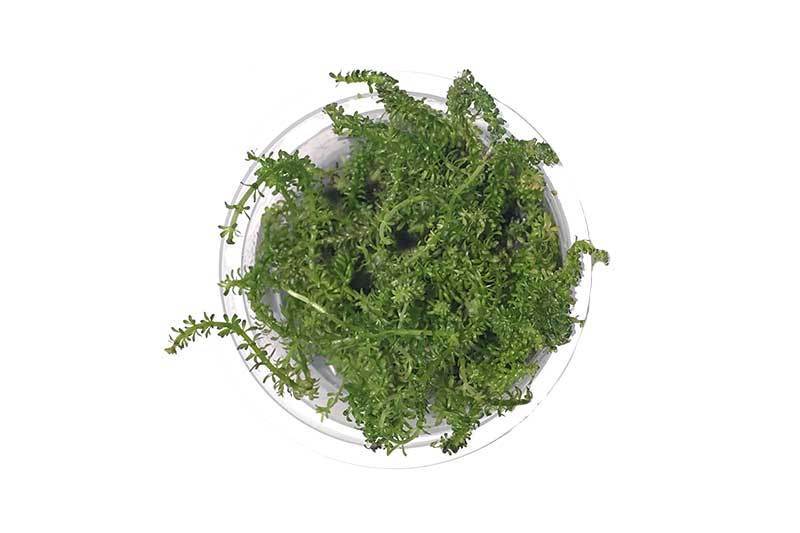 Rotala Macrandra 'Bangladesh' Aquatic Farmer Tissue Culture Aquatic Plant - Buce Plant