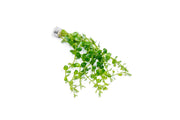 Rotala Macrandra Green Aquatic Plant - Buce Plant