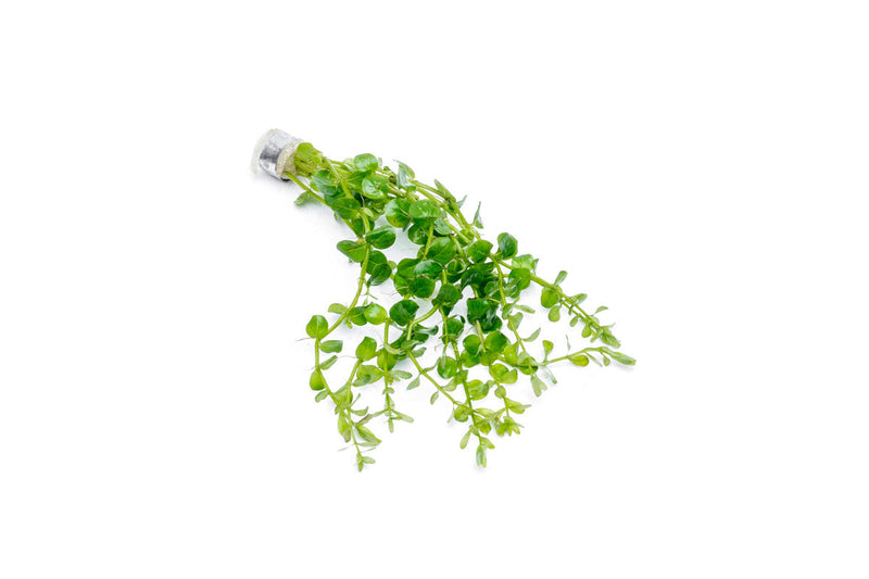 Rotala Macrandra Green Aquatic Plant - Buce Plant