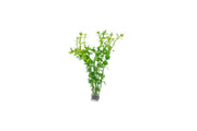 Rotala Macrandra Green Aquatic Plant - Buce Plant
