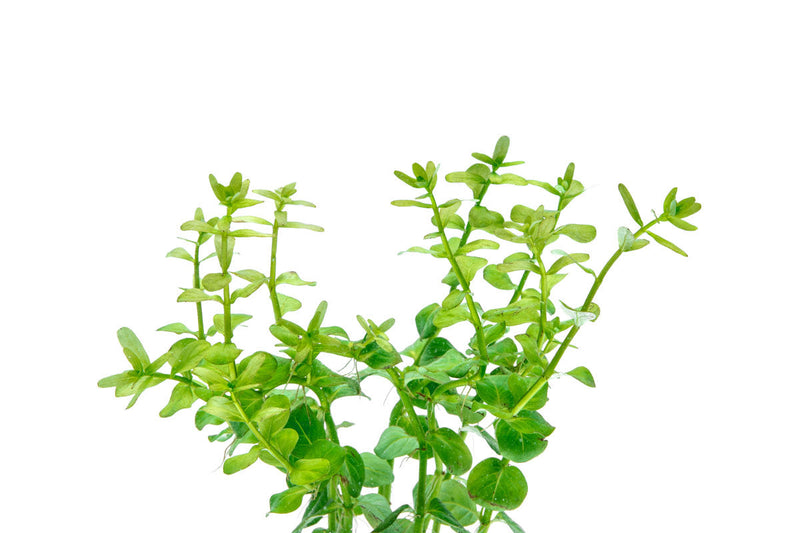 Rotala Macrandra Green Aquatic Plant - Buce Plant