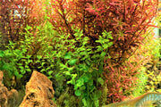 Rotala Macrandra Green Aquatic Plant - Buce Plant