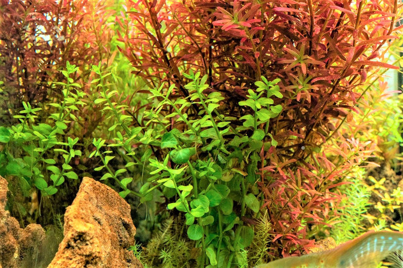 Rotala Macrandra Green Aquatic Plant - Buce Plant