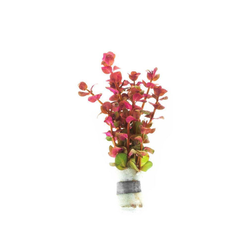 Rotala Macrandra Mini Pink Aquatic Plant - Buce Plant