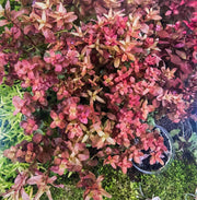 Rotala Macrandra Mini Butterfly UNS Tissue Culture Aquatic Plant - Buce Plant